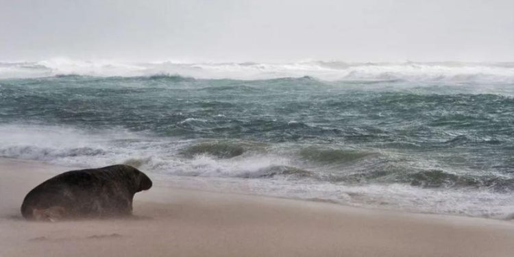 黑貂岛：世界上最大的灰海豹聚集地